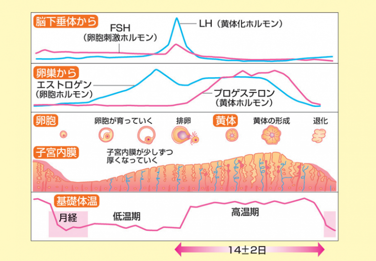 便秘